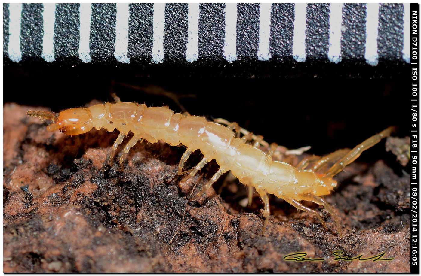 Lithobiidae? Lithobius cfr microporus